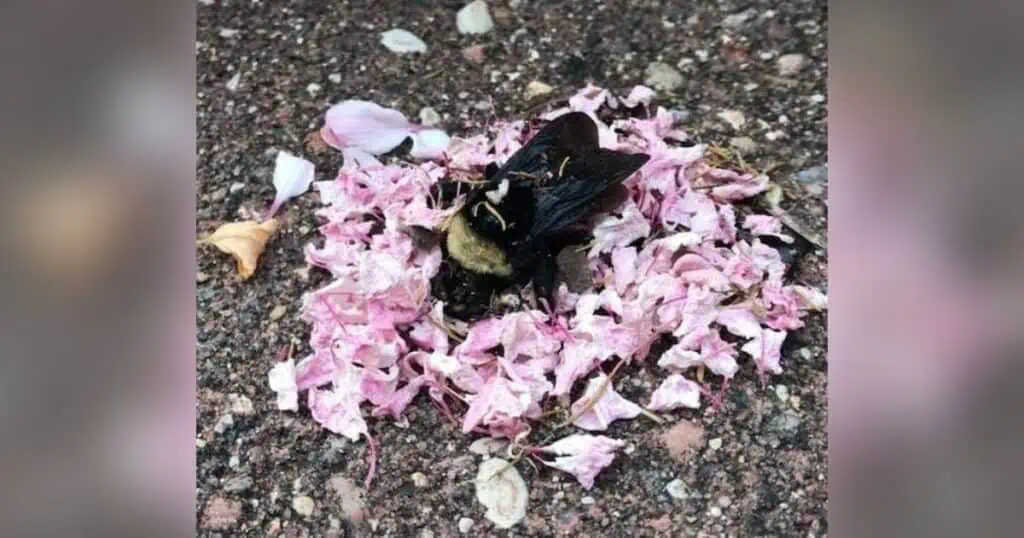 Hummel wird von Ameisen “beerdigt” - Video der Zeremonie begeistert das Internet