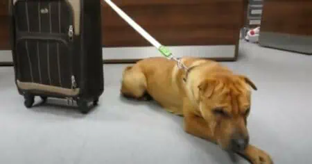 Hund mit Koffer im Bahnhof angekettet - Der Grund dafür ist einfach nur traurig