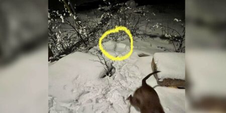 Hund nimmt seltsamen Geruch auf - was er dann im Schnee entdeckt, ist schockierend