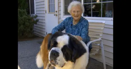 Hund versteht die Welt nicht mehr, als seine beste Freundin (95) plötzlich verschwindet