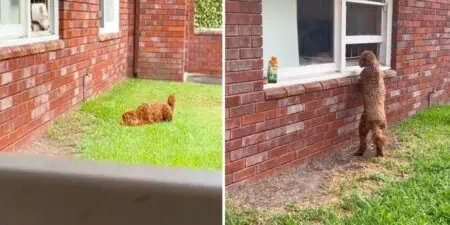 Hund wartet jeden Tag vor dem Fenster der Nachbarn - Der Grund dafür lässt alle Herzen schmelzen