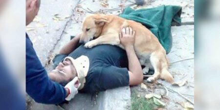 Hund weicht nicht von seiner Seite, als Herrchen Unfall hat – emotionale Bilder gehen um die Welt