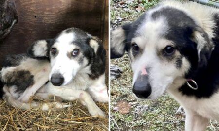 Hunde-Opa “Pille” abgemagert und zitternd im Zwinger gefunden - Seine Verwandlung rührt zu Tränen