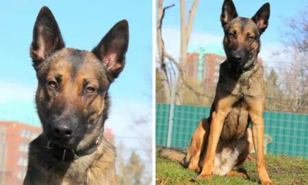 Im Tierheim, weil er nicht als Polizeihund geeignet ist - Malinois “Conic” sucht liebevolles Zuhause