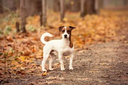 Jack Russell Terrier im Porträt