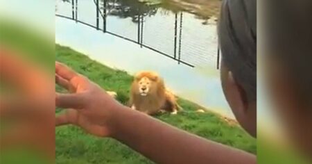 Kinder werfen Fußball in Löwen-Gehege - Mit der Reaktion des Löwen hätte niemand gerechnet