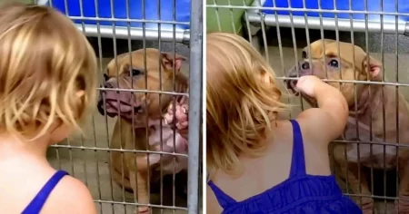 Kranker Pitbull im Tierheim soll eingeschläfert werden - bis dieses 2-jährige Mädchen…