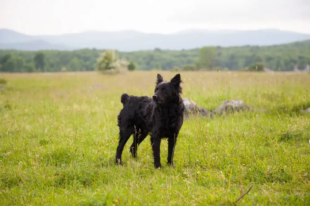 Kroatischer Schäferhund (Hrvatski Ovcǎr) im Porträt