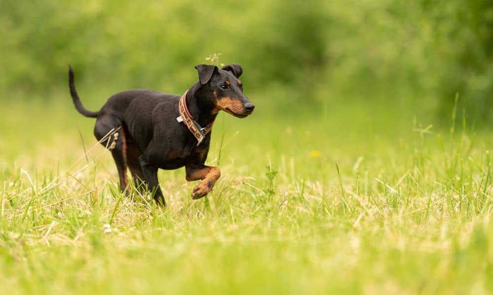 Manchester Terrier im Rassenporträt (mit Bildern und Infos)
