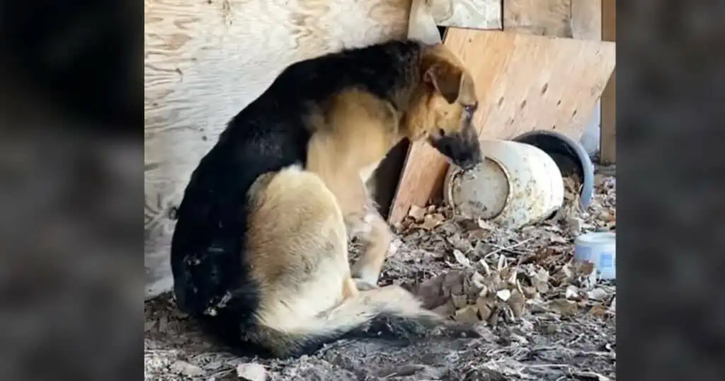Mann findet leidenden Hund, der mit Stacheln übersät ist - Video der Rettungsaktion rührt zu Tränen