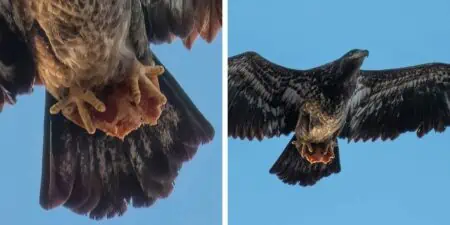 Mann macht Foto von einem Adler - dann entdeckt er, was er zwischen den Klauen hat…