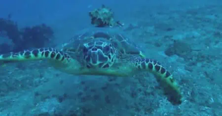 Meeresschildkröte bittet Taucher um Hilfe - Video bringt Millionen Menschen zum Staunen