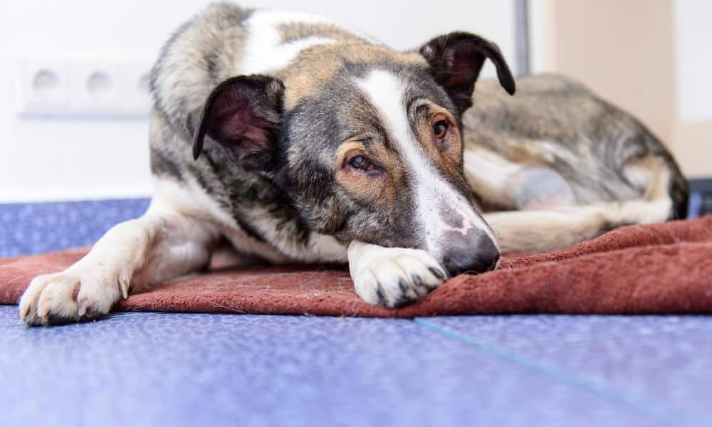 Nierenversagen Hund: Lebenserwartung & Verlauf