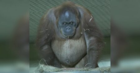 Orang-Utan wird zum ersten Mal Mutter - Ihre Reaktion nach der Geburt begeistert alle Tierfreunde