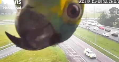 Papagei hält seinen Kopf in eine Autobahn-Kamera und verzaubert das Internet