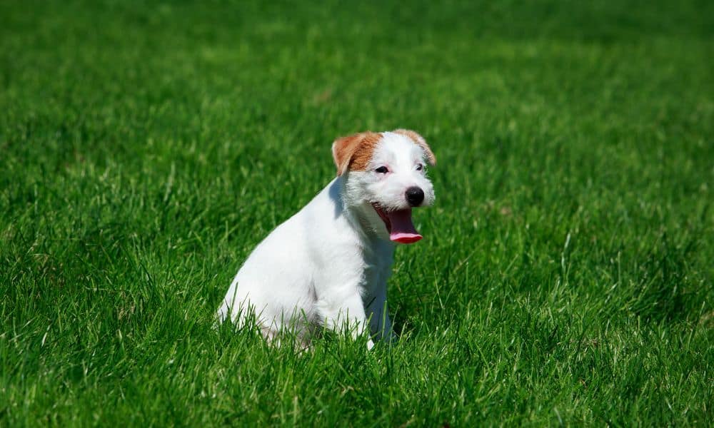 Parson Russell Terrier im Rassenporträt (mit Bildern und Infos)