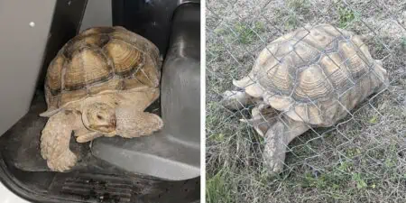 Schildkröte wird zum Internet-Star - Sie liefert sich immer wieder “Verfolgungsjagd” mit Polizei