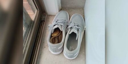 Schockierende Entdeckung Als ein Mann seine Schuhe anziehen will, stockt ihm der Atem