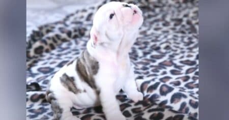 Süße Baby-Bulldogge versucht das erste Mal zu heulen - Video lässt Herzen höher schlagen