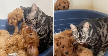 Süßes Video geht viral Katze verliert ihre Babys - und wird dann Mama von süßen Hundewelpen