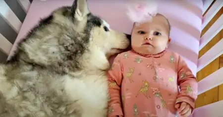 Süßes Video geht viral Wie dieser Husky das Baby zum Einschlafen bringt ist einfach bezaubernd