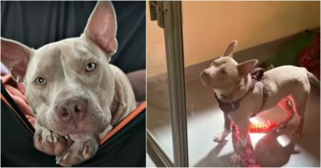 Tauber Hund wird im Tierheim von allen ignoriert – bis diese Frau in sein Leben tritt…