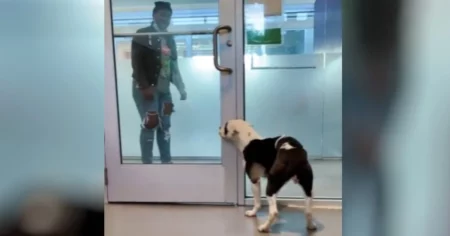 Tierheim-Hund findet seine alte Familie - Das Video des Wiedersehens rührt Millionen zu Tränen