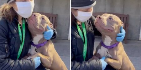 Tierschützer retten Pitbull von der Straße - Mit seiner Reaktion hätten sie niemals gerechnet