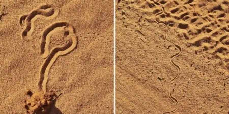Unfassbare Entdeckung – Mysteriöse Spuren im Sand endlich aufgeklärt