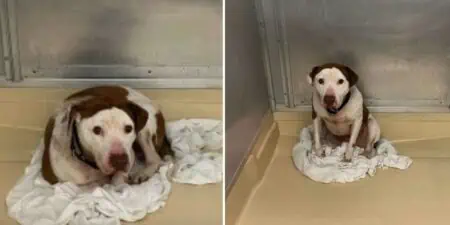 “Vergessener” Tierheim-Hund hat die süßeste Reaktion, als er zum 1. Mal Liebe bekommt