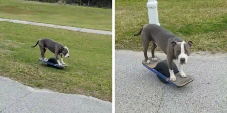 Videos begeistern das ganze Internet Pitbull fährt Skateboard wie ein Profi