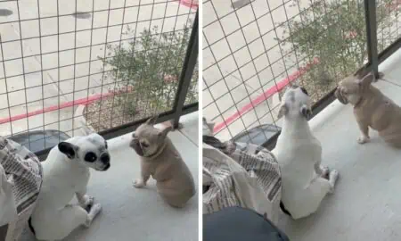 Was diese 2 Französischen Bulldoggen auf dem Balkon treiben, sorgt für gewaltige Lachtränen