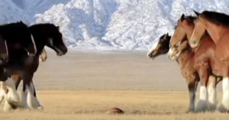 Werbespot bringt Tausende zum Lachen Pferde stellen sich für Football-Spiel auf, als plötzlich…