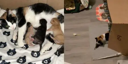 Wie diese Katzen-Mama auf verwaiste Katzen-Babys reagiert, lässt Herzen höher schlagen