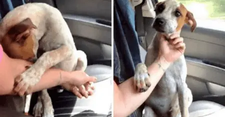 Wie dieser Straßenhund reagiert, als eine Frau ihn rettet, rührt zu Tränen!