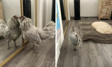 Wie dieses Huhn auf sein Spiegelbild reagiert, sorgt für heftige Lachtränen im Internet