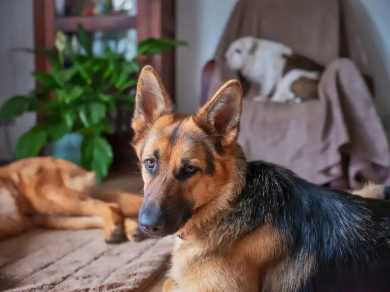 hund würmer wohnung reinigen, deutscher schäferhund