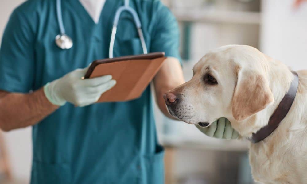 Übernimmt die Tierkrankenversicherung Kosten von Kotuntersuchungen beim Hund?