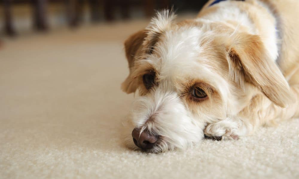 Wie ist die Lebenserwartung beim Hund mit einem bösartigen Tumor im Maul?