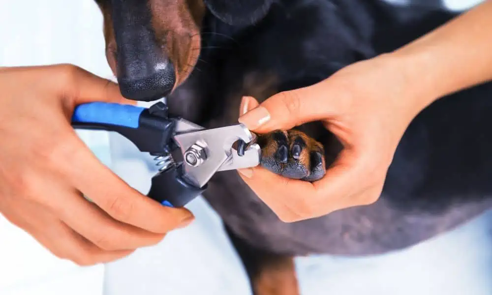 Krallenschneiden beim Hund: Die Kosten beim Tierarzt