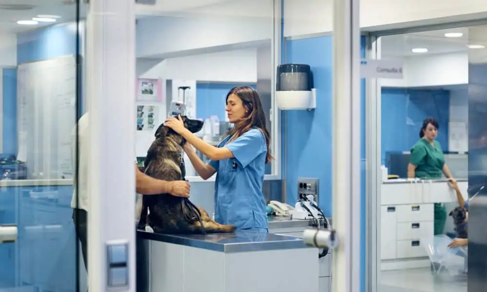 Sind die Kosten für eine CT-Untersuchung bei jedem Tierarzt gleich?