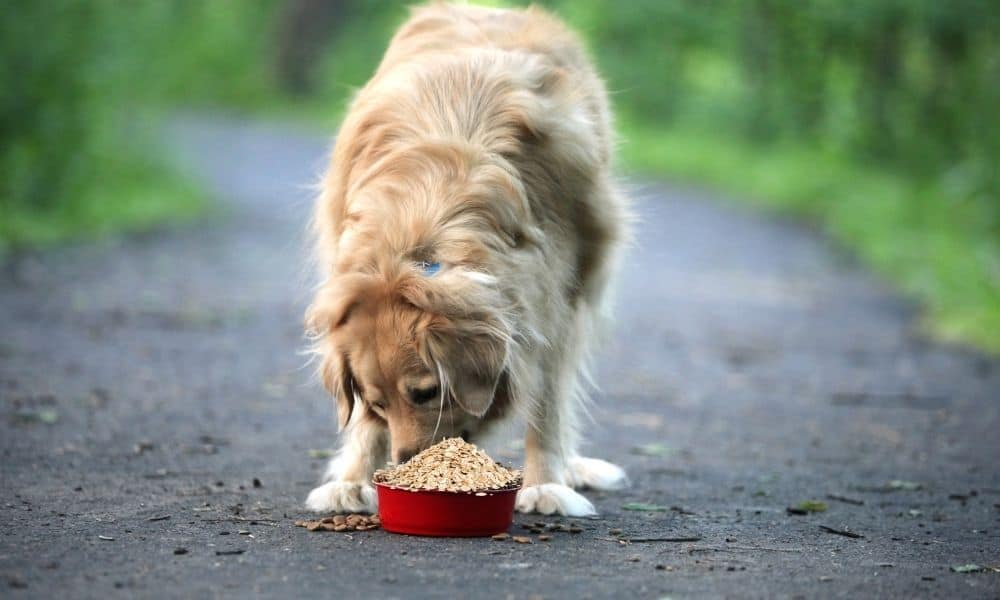 Haferschleim bei Durchfall und Gastritis - Welche Vorteile hat es für meinen Hund?