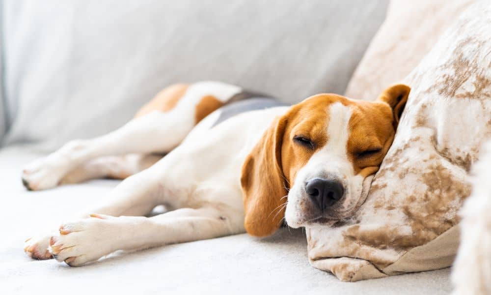 Welche Symptome zeigt ein Hund mit Herzinsuffizienz im Endstadium?