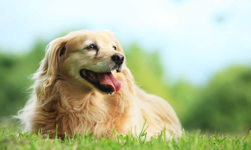 Hund niest oft? Das sind die 6 häufigsten Ursachen