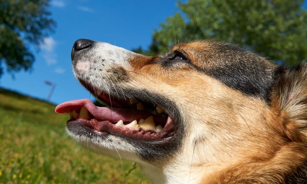 Wann ist starkes Hecheln im Ruhezustand bei Hunden gefährlich?