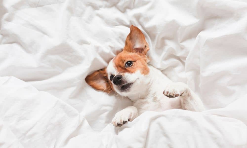 4 Gründe, warum sich dein Hund auf deinen Platz legt, wenn du aufstehst