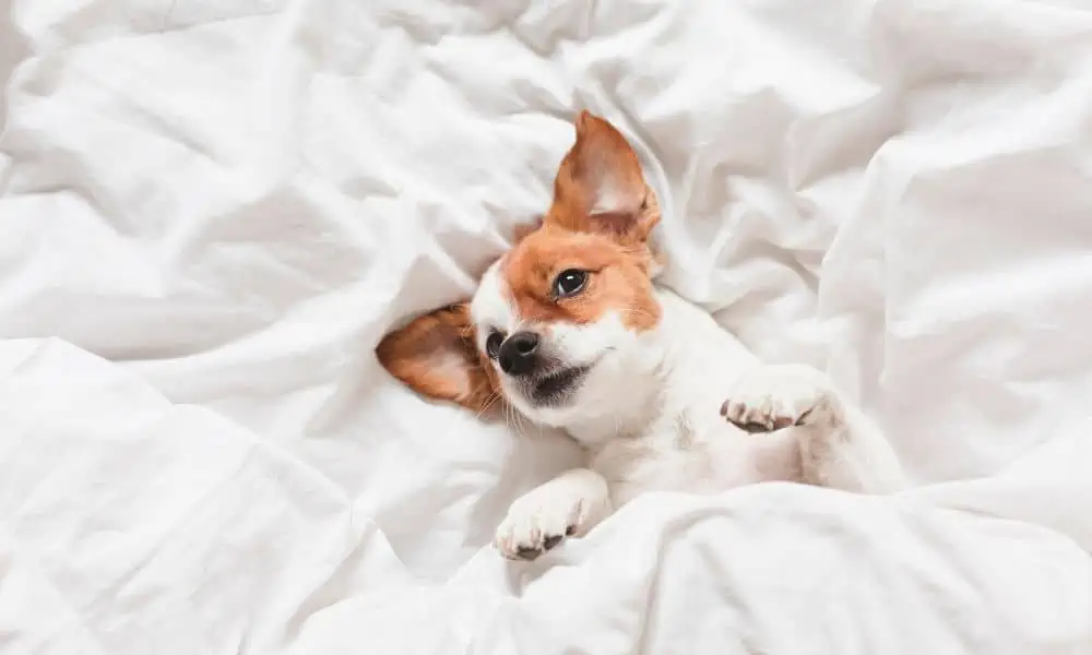 4 Gründe, warum sich dein Hund auf deinen Platz legt, wenn du aufstehst
