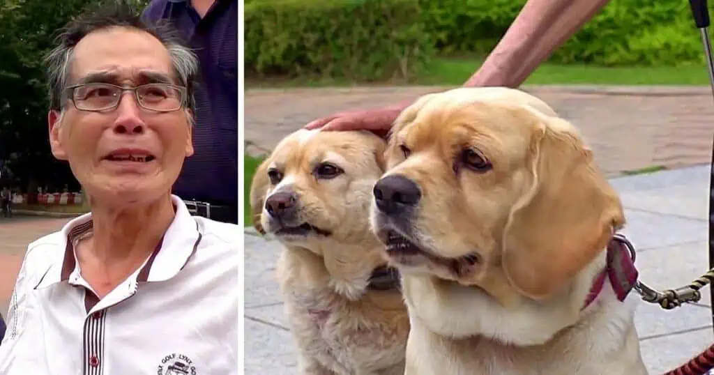 An Krebs erkrankt Mann bricht unter Tränen zusammen, als er sich von seinen Hunden verabschiedet