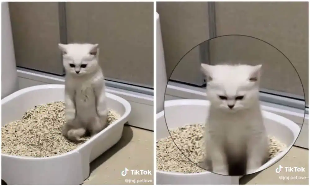 Baby-Katze geht das erste Mal aufs Katzenklo - Ihre Reaktion ist niedlich und lustig zugleich