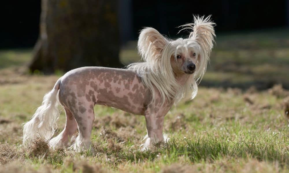 Chinesischer Schopfhund Chinese Crested Dog Im Rassenportr t